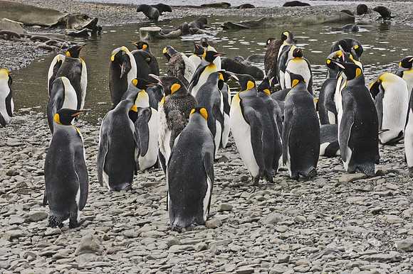 SOUTH GEORGIA ISLAND -2004