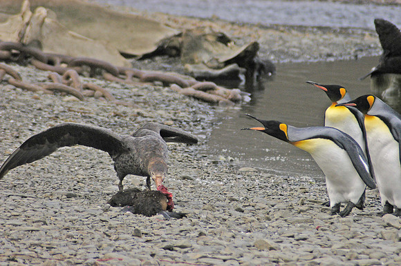 SOUTH GEORGIA ISLAND -2004