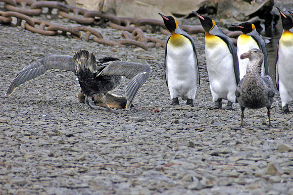 SOUTH GEORGIA ISLAND -2004