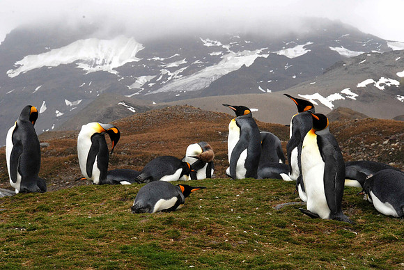 King Penquins Resting on a Mount, South Georgia Island