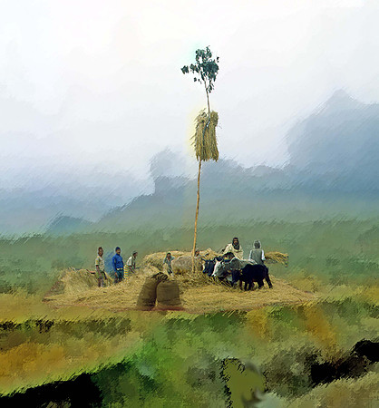Rice Thrashing Circle - Nepal