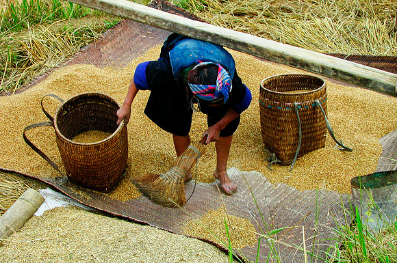 Separating Rice