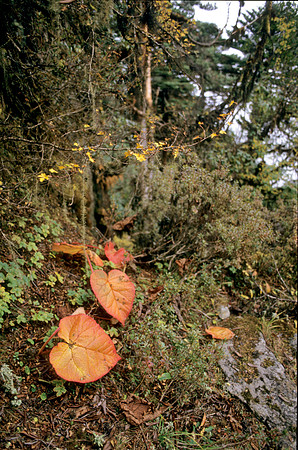 Fall Colors- Luntsie Area