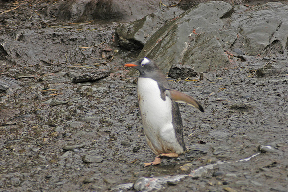 SOUTH GEORGIA ISLAND -2004