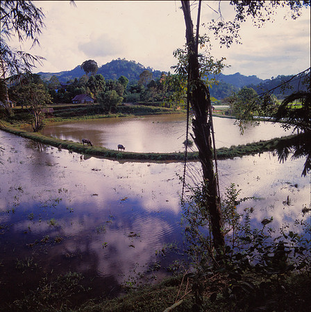 Waema Pond