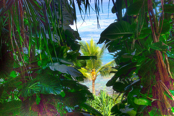 FOLIAGE AT PALI KE KUA