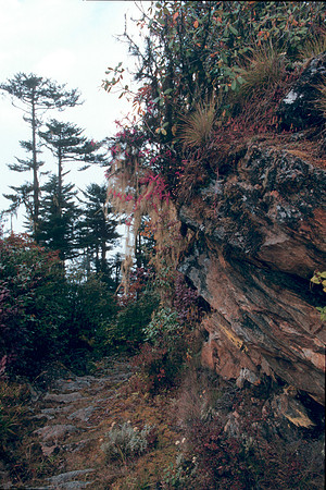 Forest- Eastern Bhutan