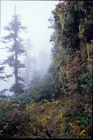 Nature Scene-Luntsi Area