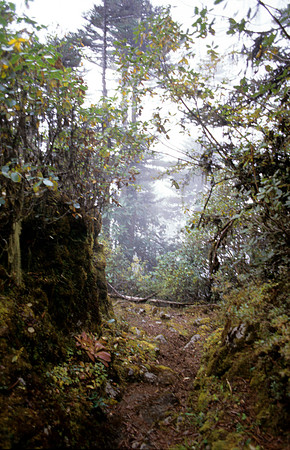 Dramatic Foliage- Tashigang Region