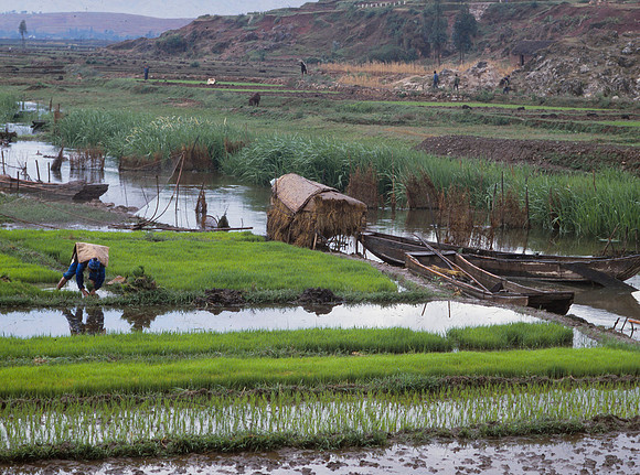 Tending the Rice Paddies