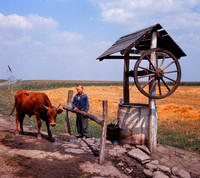 LAD AND COW AT WELL