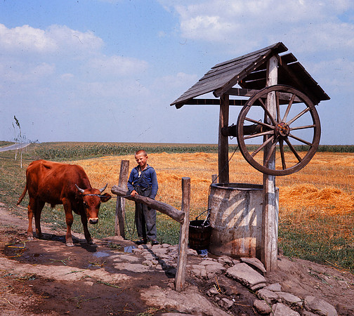 LAD AND COW AT WELL