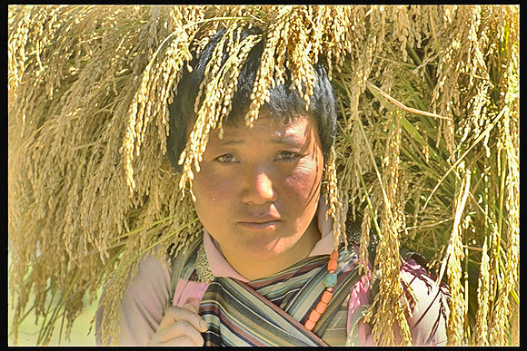 Returning with Rice Stalks