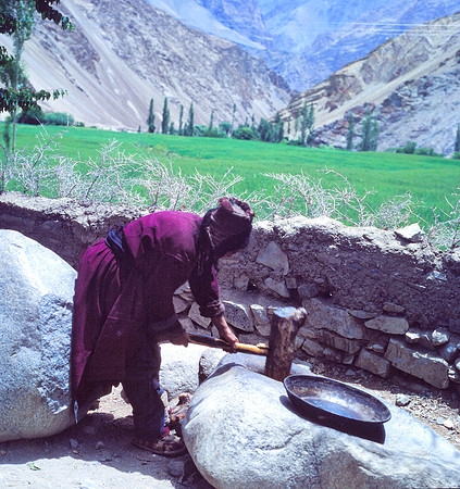A Ladakhi Woman Spliting  Firewood