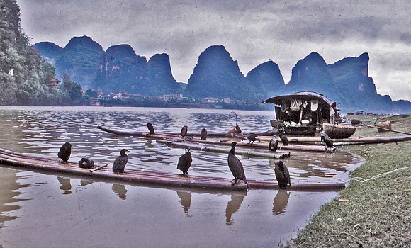Cormorants Waiting for the Nights Fishing