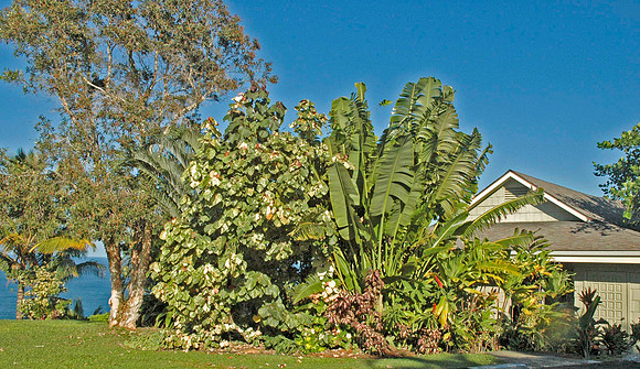 SIDE VIEW OF ALII KAI AS SEEN FRON PARKING AREA