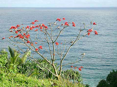 BLOSOM ON THE WILIL WILI TREE