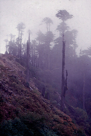 A Bhutanese Forest in the Mist