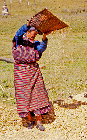 Winnowing of the Barley