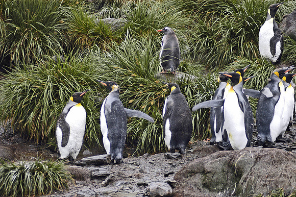 SOUTH GEORGIA ISLAND -2004