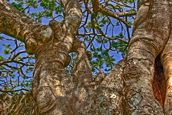 TRUNK OF THE ROYAL POCIANNA TREE