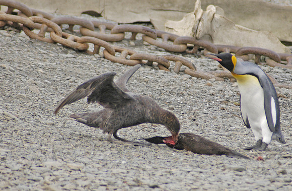 SOUTH GEORGIA ISLAND -2004