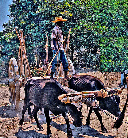 Scene in Rural Hati