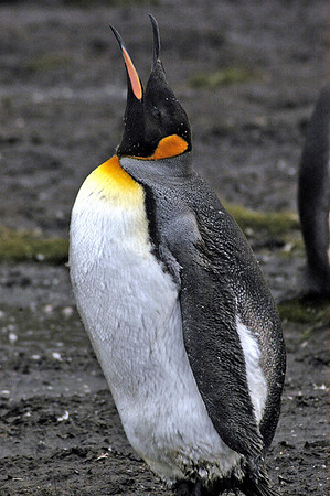 SOUTH GEORGIA ISLAND -2004