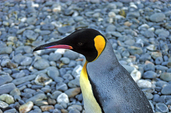 SOUTH GEORGIA ISLAND -2004