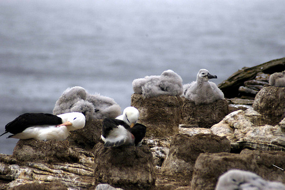 NESTING WANDERING ALBATROSS CHICKS