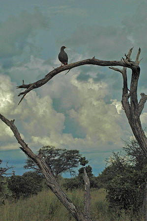 CA1-CLOUD TREE BIRD2-1