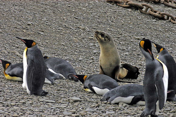 SOUTH GEORGIA ISLAND -2004