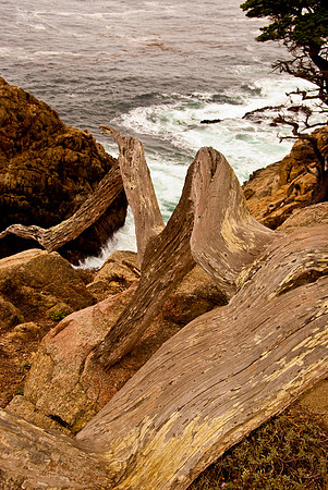PT LOBOS 2009#28_1