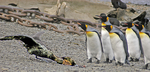 SOUTH GEORGIA ISLAND -2004
