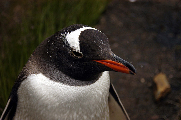 SOUTH GEORGIA ISLAND -2004