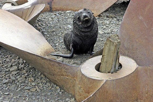 SOUTH GEORGIA ISLAND -2004
