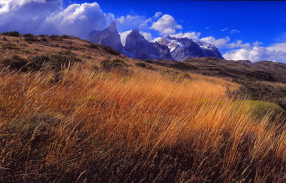 Grasses at the Torre del Pine-1