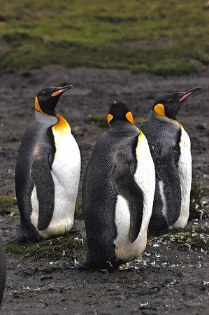 SOUTH GEORGIA ISLAND -2004