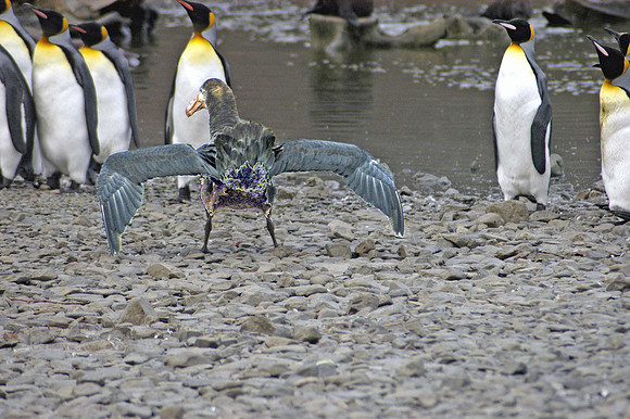 SOUTH GEORGIA ISLAND -2004