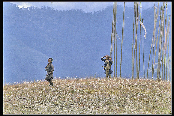 Youth Playing a Field of Flags