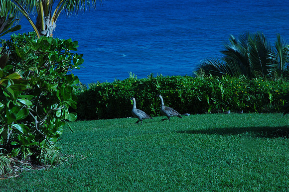 NENE VISITING LAWN AT ALII KAI