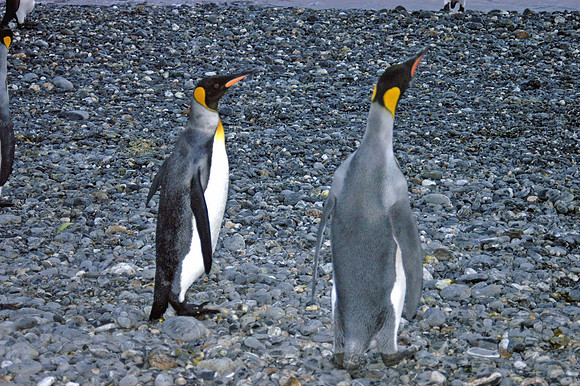 SOUTH GEORGIA ISLAND -2004