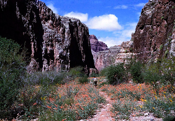 HAVASUPAI CANYON