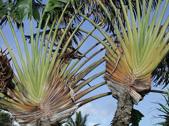 LEAVES OF THE TRAVELER'S PALM  AT ALII KAI