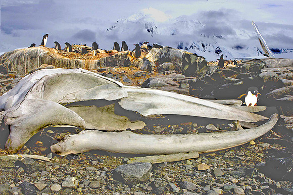 Penguins Rest by Whale Skull, Antartica