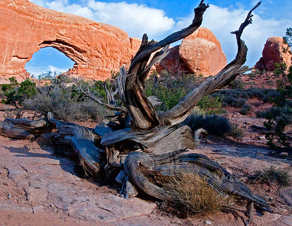 Dead Cypress at Arches National Monument