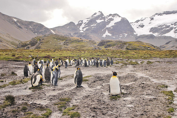 SOUTH GEORGIA ISLAND -2004