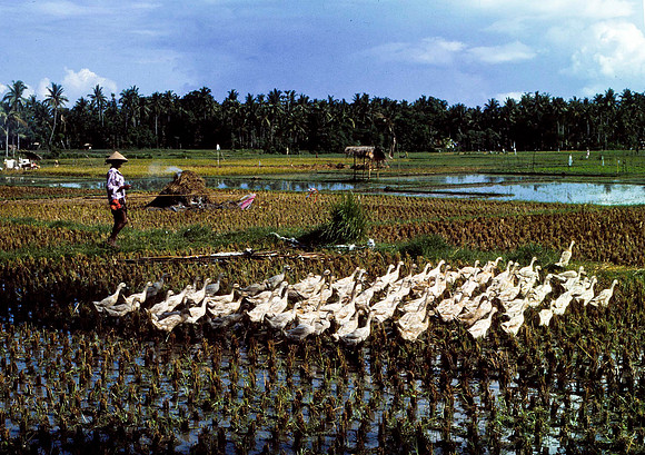 The Geese Tender, Bali-1