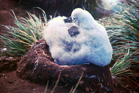 Nesting Wandering Albatross Chick, Falkand Islands