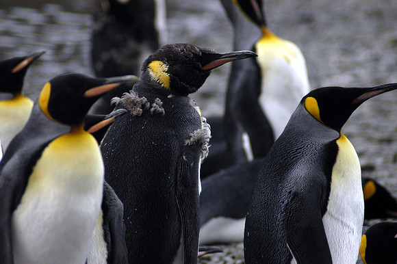 SOUTH GEORGIA ISLAND -2004